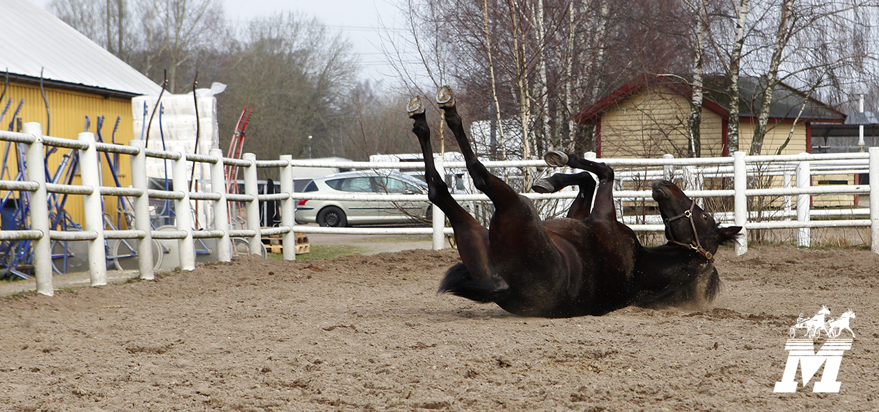 Mantorptravet