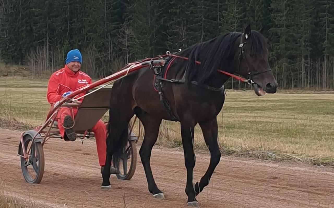 Mantorptravet