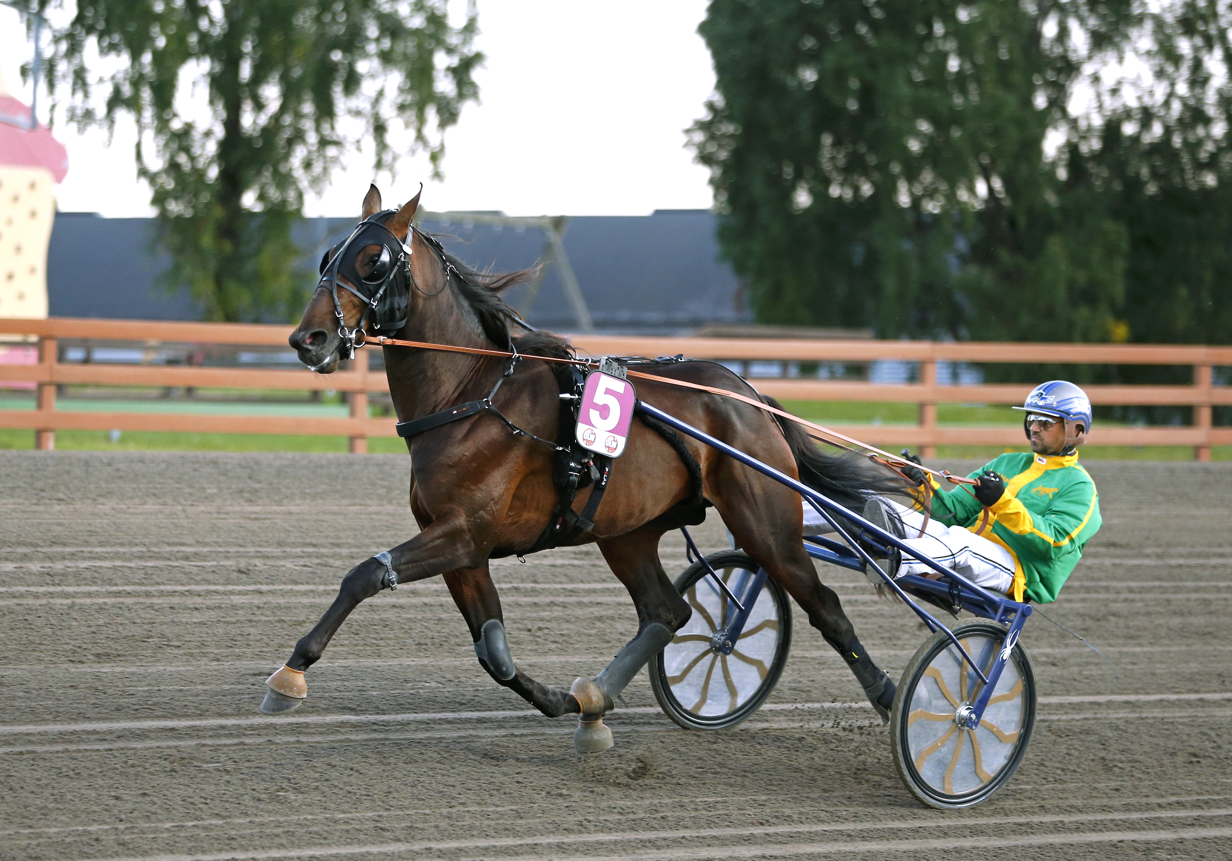 Mantorptravet