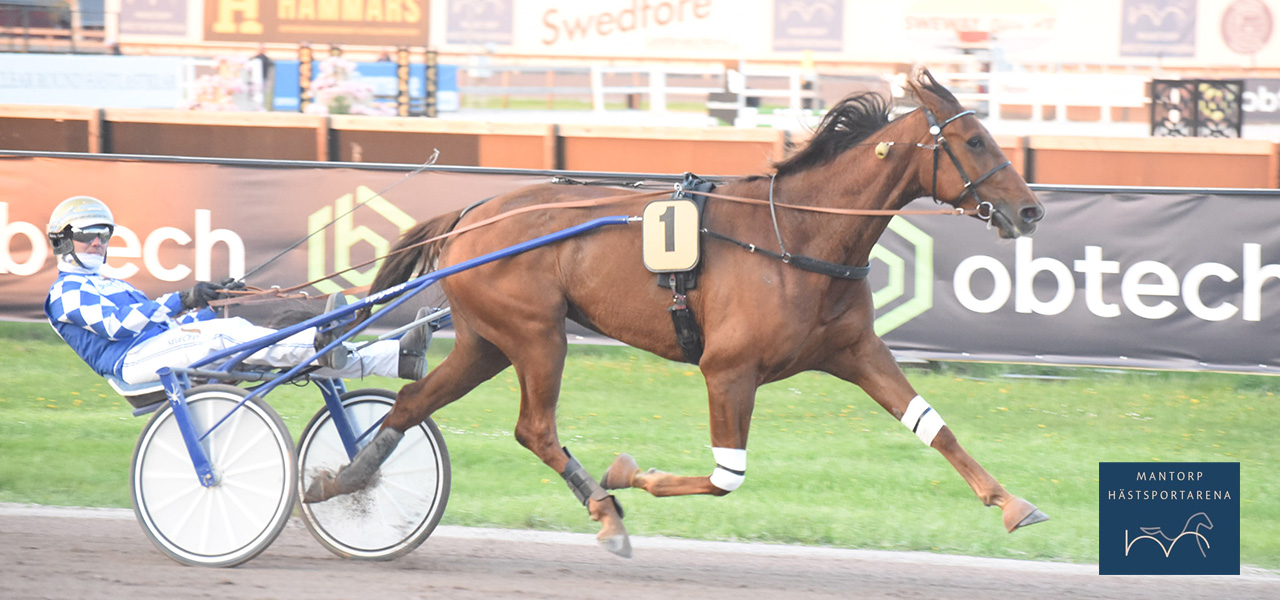 Danska Stoderbyt är ett mål för Herina Sotto 2023. Igår glänste det danska stoet för Bo Westergaard när hon vann årets andra raka seger på nya rekordet 1.14,1a/2140 m. Foto: Magnus Strömsten. Show av Westergaard