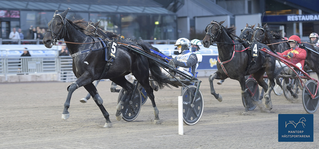 Kitty Hawk (nr 4) följer vinnaren Adriatica snyggt och grejar en finalplats i Breeders Crown. Foto: Lars Jakobsson TR Bild. Joe Dalton och Kitty Hawk till BC-finaler