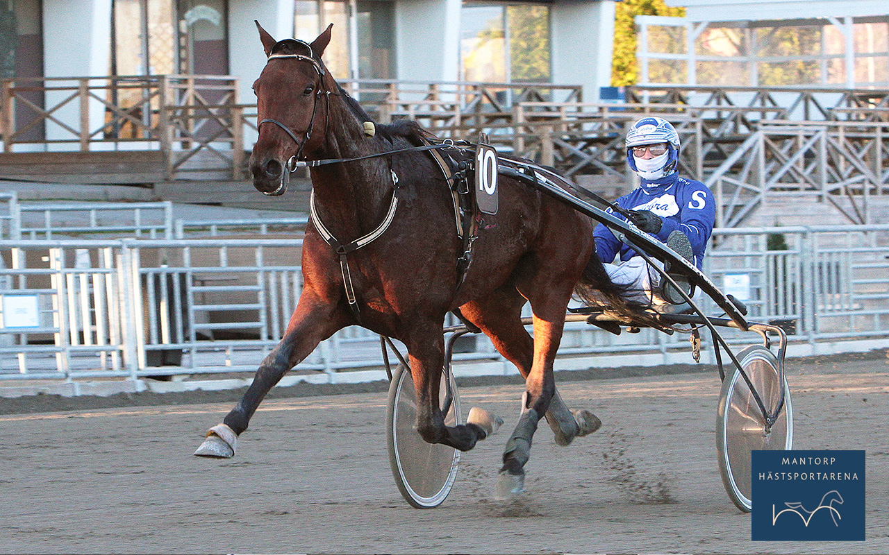 Solkattens Eros spurtar till seger tillsammans med Rikard N Skoglund, på nya rekordet 1.14,0a/2140 m. Foto: Örebrotravet. Solkattens Eros vann efter vila