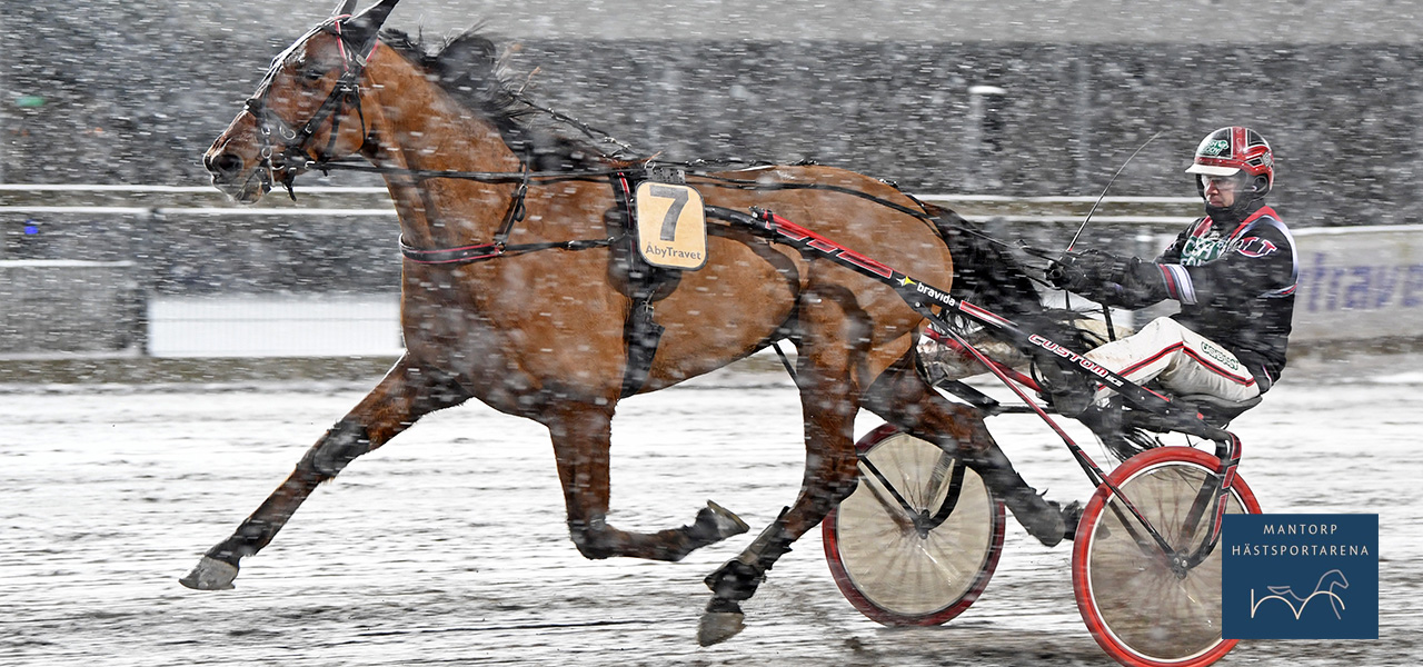 Bildtext: Maestro Crowe är obesegrad efter två starter i Johan Untersteiners regi. Malin Albinsson/TR Bild. Inför V75®/jackpot: Utgångsläget kan ställa till det för segerstaplaren