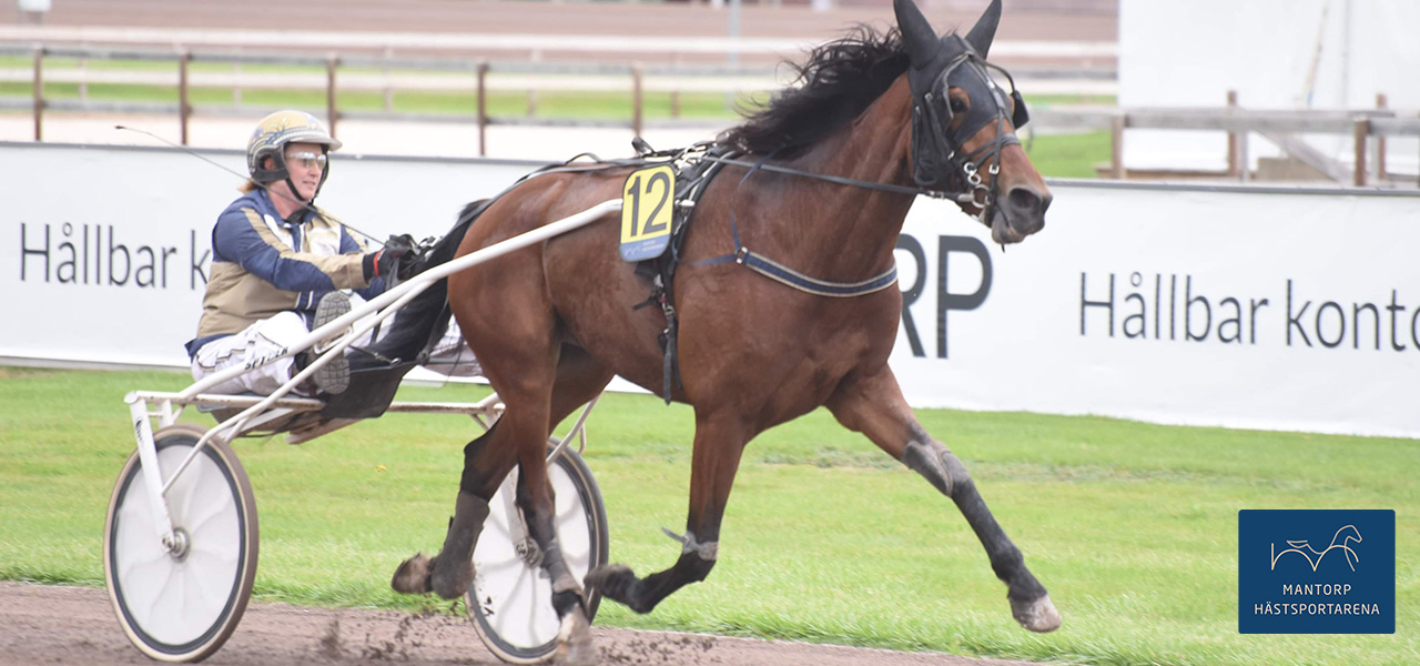 Mindre gräs har gett formen åter till As Always Marke som var överlägsen i gårdagens första lopp ihop med Christel Berntsson. Foto: Magnus Strömsten. Mindre gräs ger bättre form