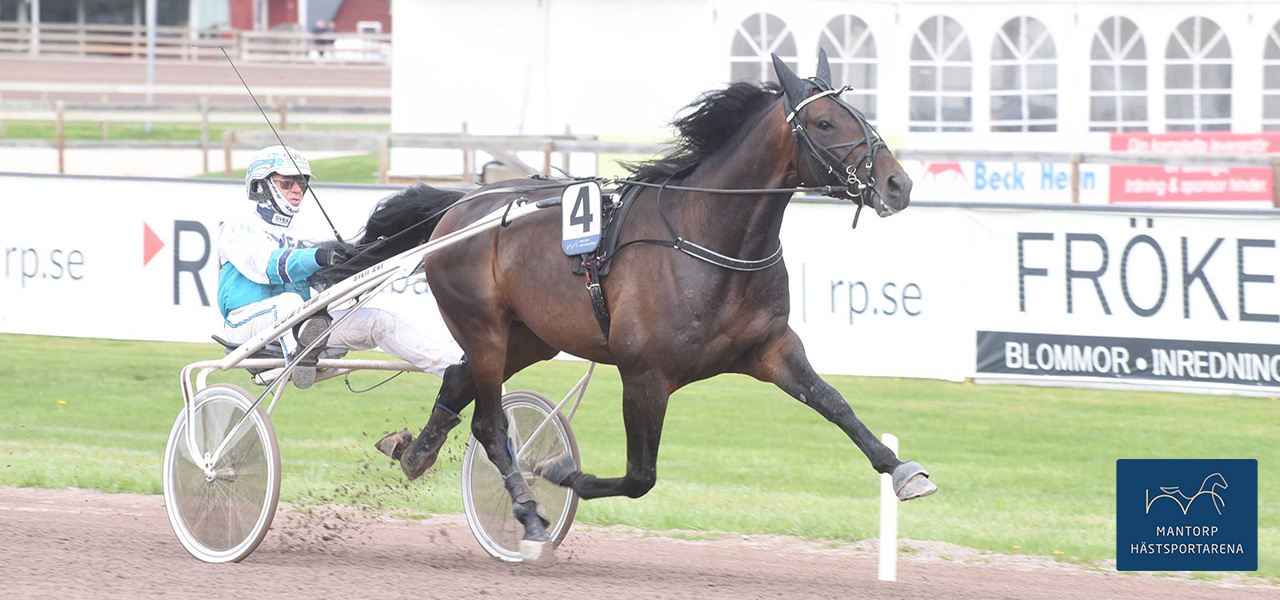 En blivande stjärna? Ja, treåringen Brother Day (helbror med A Fair Day och Maroon Day) är i alla fall fortsatt obesegrad efter två starter. Foto: Magnus Strömsten. Andra raka, för den kända lillebrodern