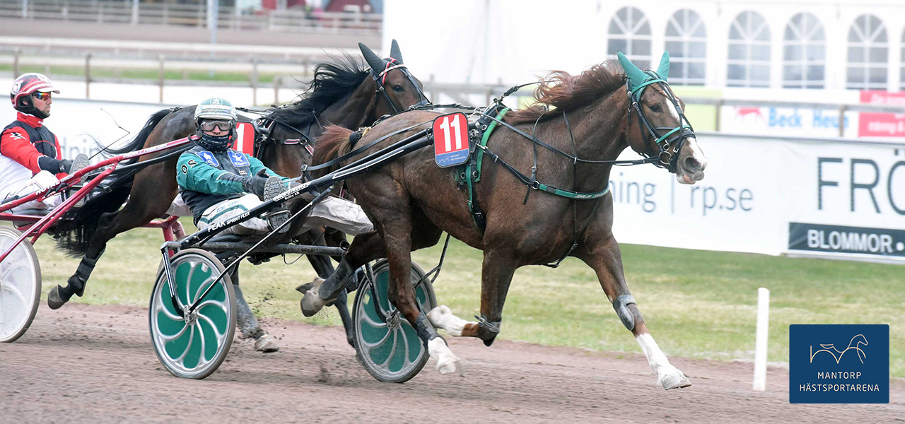 Hermine Ima var den största V5-favoriten i omgången. Fuxstoet kunde trots en inte helt lätt löpning ändå vinna V5-inledningen tillsammans med tränaren Oskar Svanberg. Foto: Magnus Strömsten. Hermine Ima gjorde sin plikt i årsdebuten!