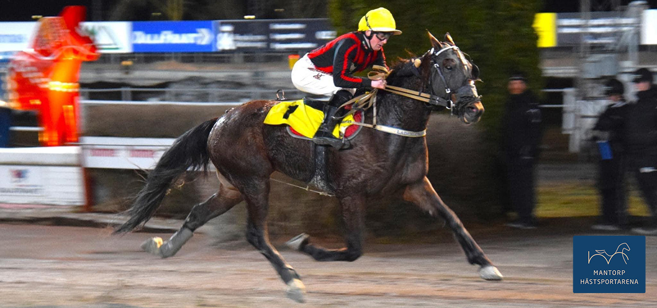 King Mr Theo och Jonathan Carre var ensam på målbilden i fredags på Rommetravet. Foto: Kent Skogh. Årets andra för King Mr Theo