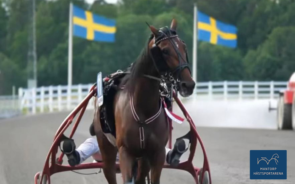 May Day i segerdefilering tillsammans med Mats E Djuse. Debuttiden blev toppfina 1.15,4/2140 m. Foto: Martina Lundin. Uppåtform hos Stefan P Pettersson