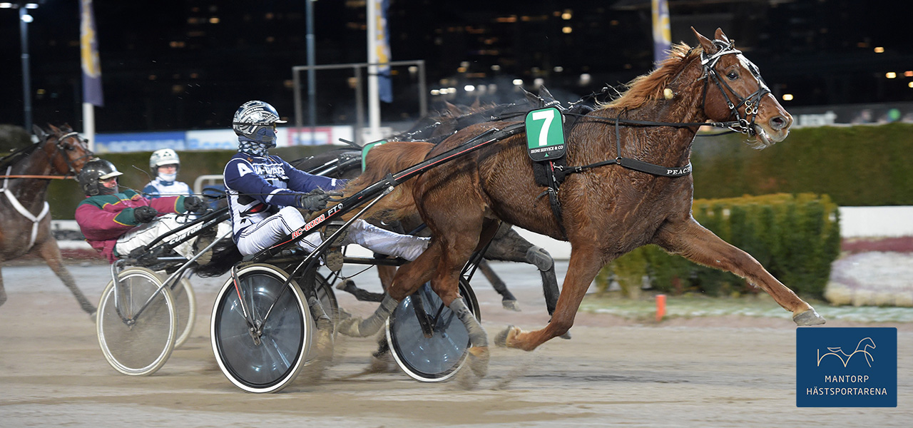 Oskar J Andersson kan finåka till en lätt seger med Stefan Dahl-tränade Peach på Solvalla under onsdagskvällen. Foto: TR Bild / Lars Jakobsson. Stor seger för Dahl och Peach