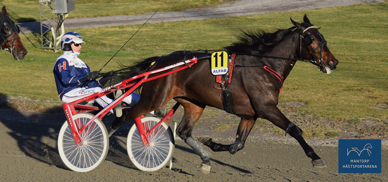 Kenneth Haugstad och Stefan P Pettersson-tränade Phantom Le Soleil i tätposition inför slutrundan i Eskilstuna. Segern blev enkel på nya rekordet 1.16,6/2160 m. Foto: Kent Skogh. Phantom segrade i Eskilstuna