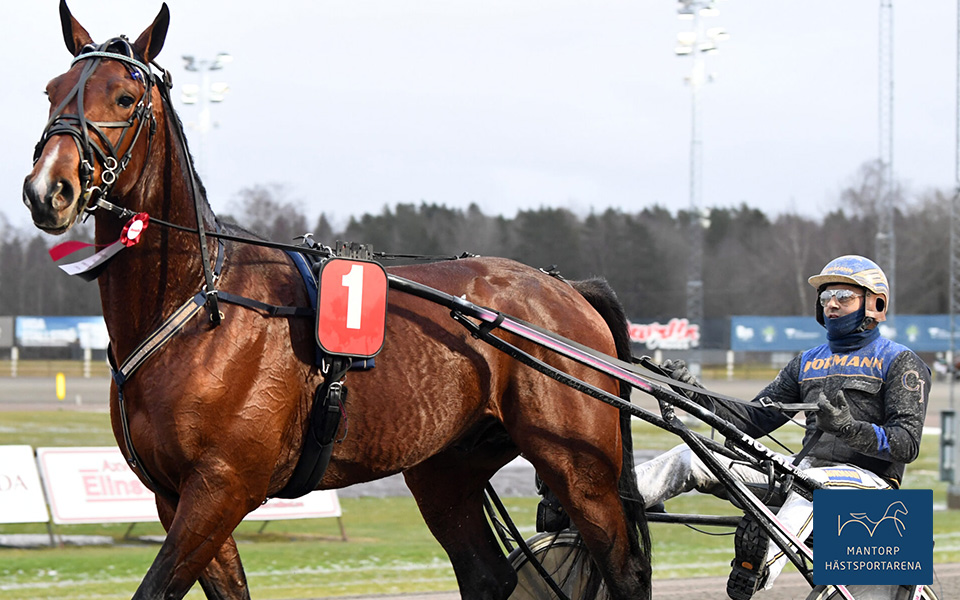 Hästen med det svåra namnet Pwojtech Vritjhout har bra chans att vinna V75-4 på Mantorp. Foto: TR Bild. Inför V75®: Angelica tror på spetsfavoriten