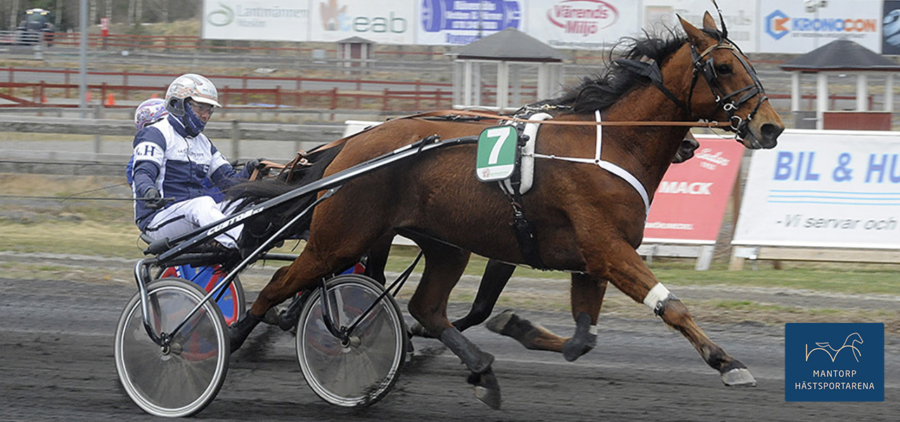 Gustav Hellman och Valnes New Love skar mållinjen som etta på Tingsryd. Segertiden nya rekordet 1.12,5a/1609 m. Foto: Jörgen Tufvesson/ALN. Sprinterseger för Valnes New Love!
